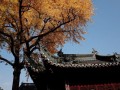 立秋吃什么水果最养人？老传统里的“秋果经”，吃对润燥养肺，安稳过秋天